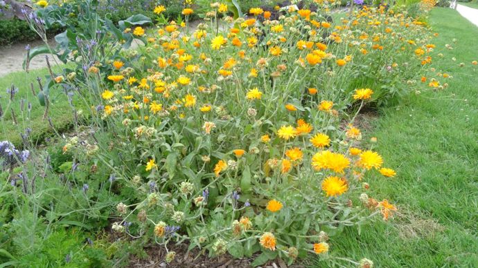 Calendula ‘Funky Stuff’